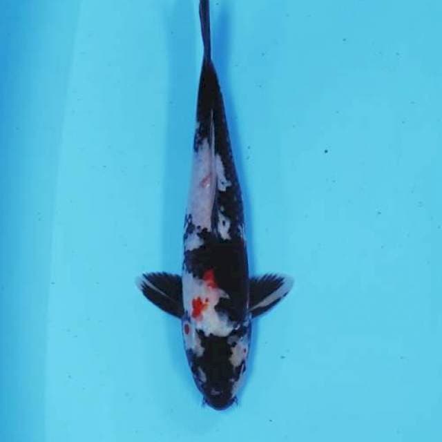 Showa hitam pekat