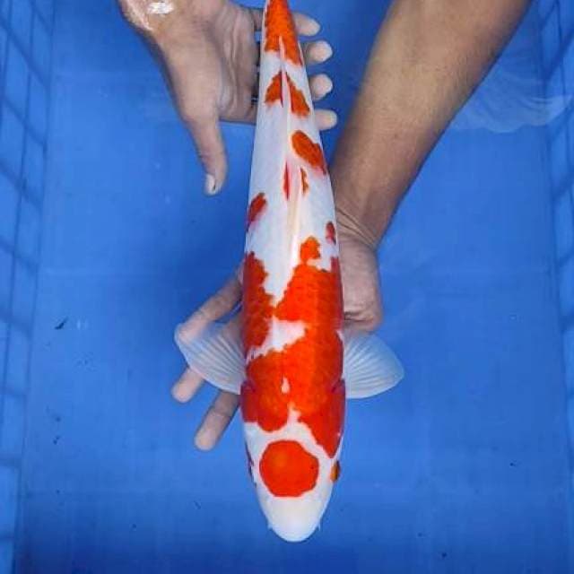 Kohaku 44cm