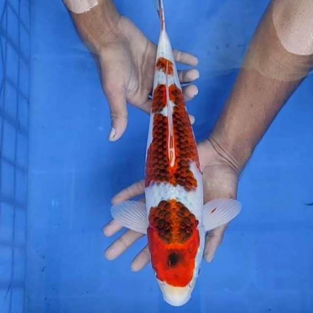 Gosiki/kojaku 38cm
