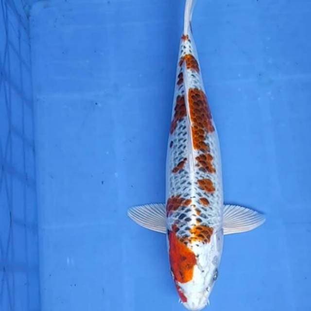 Kojaku 39cm