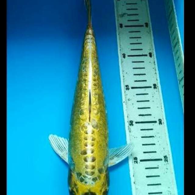 KIKOKURYU 34 Cm