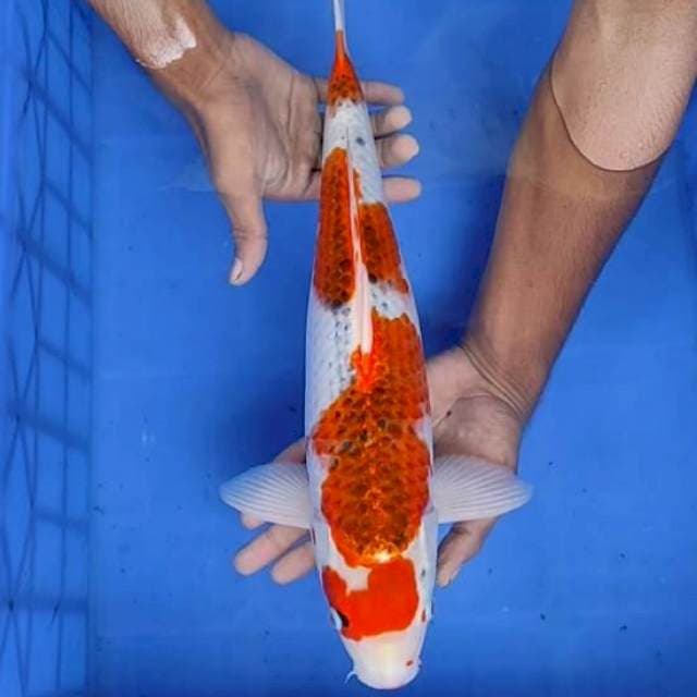 Kojaku/gosiki 42cm
