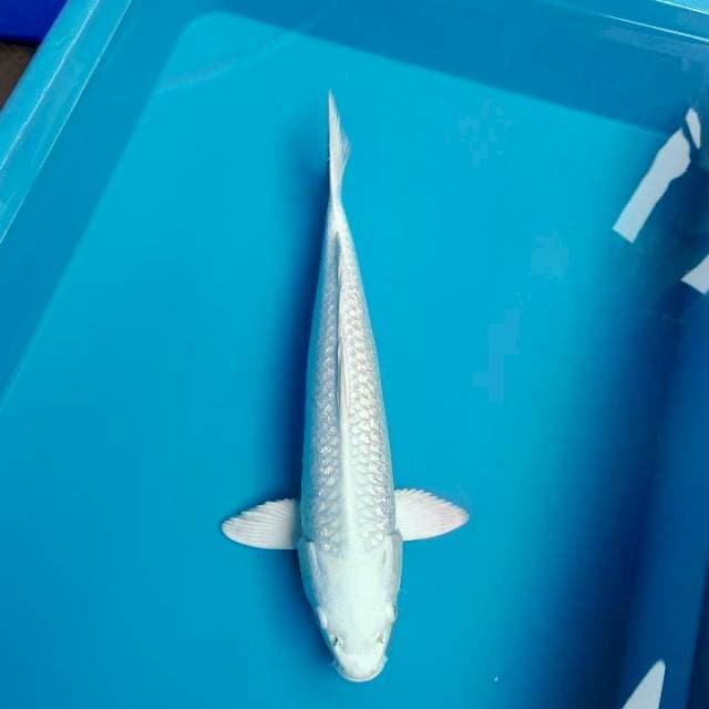 Platinum ginrin 34cm