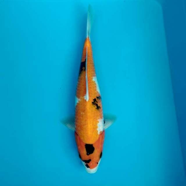 Showa 32cm