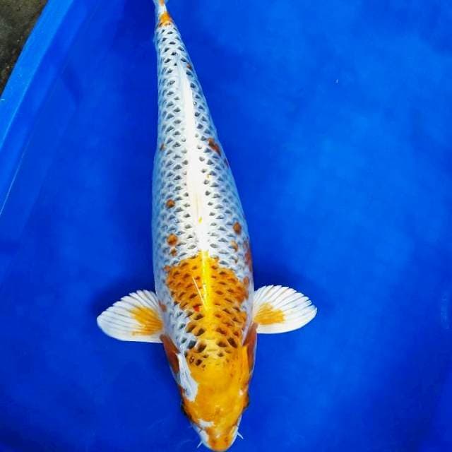 Kujaku gendong telur 42cm