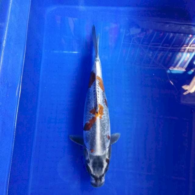 Kikokuryu 35 cm
