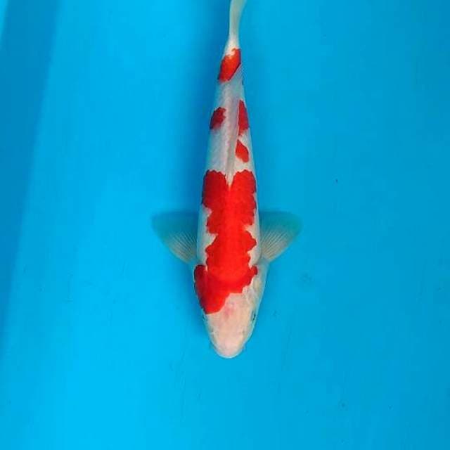 Kohaku simple