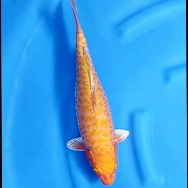 ORENJI ARAGOKE # 38CM
