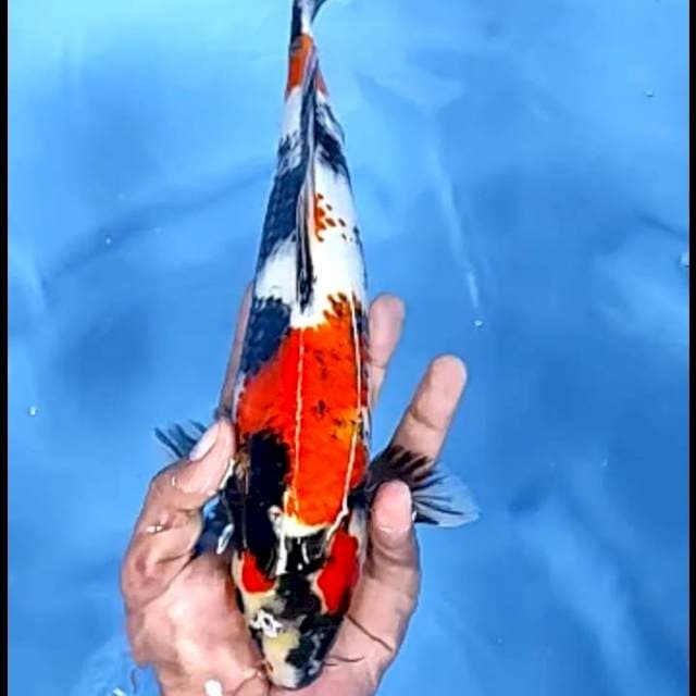 SHOWA SHANSOKU # 34CM