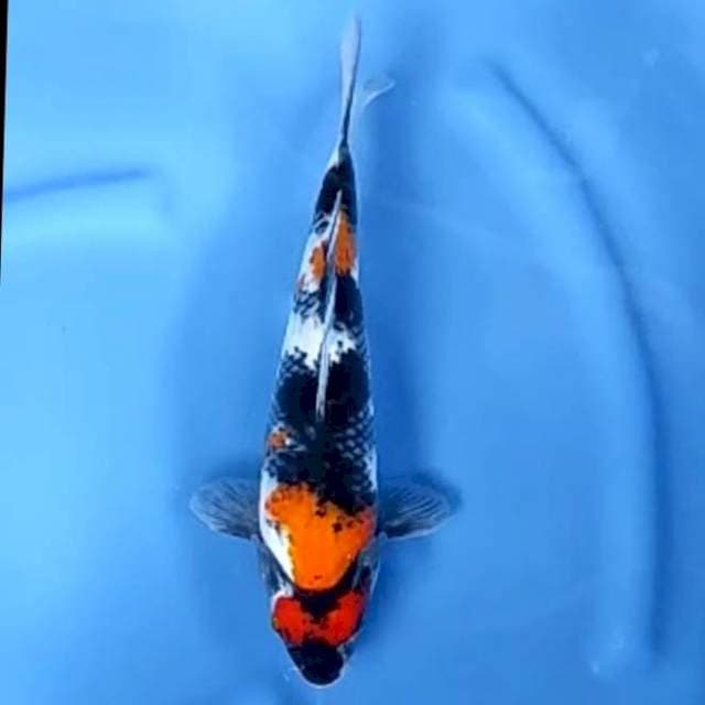 SHOWA JANTAN # 31CM