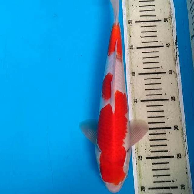 Kohaku