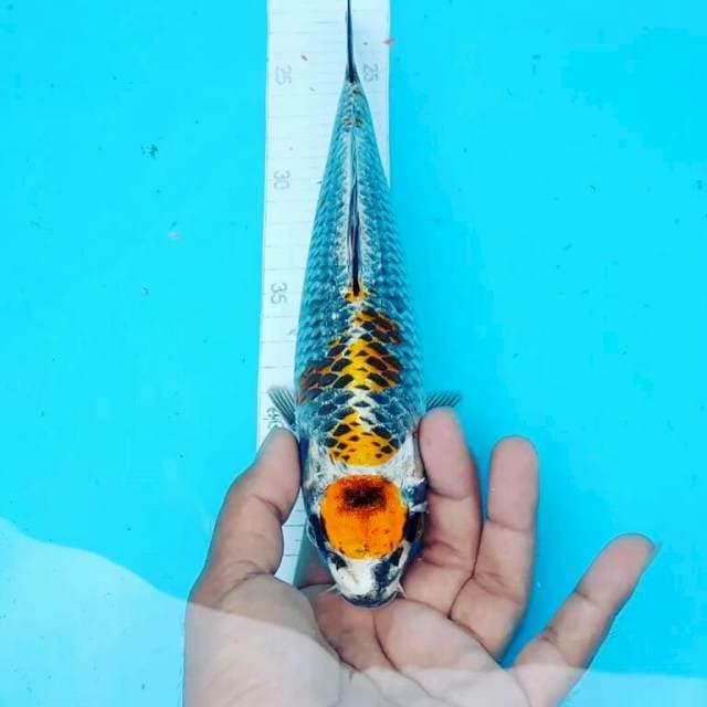 GINGGA
