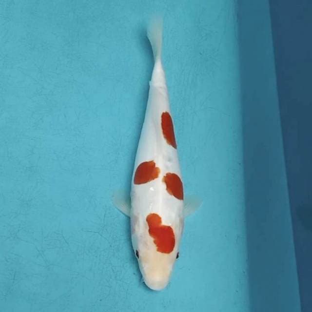 Red kohaku doitsu 19cm