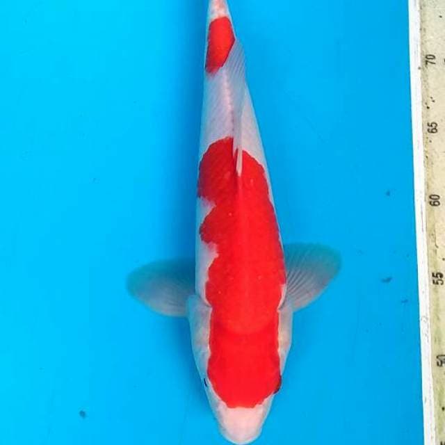 Kohaku