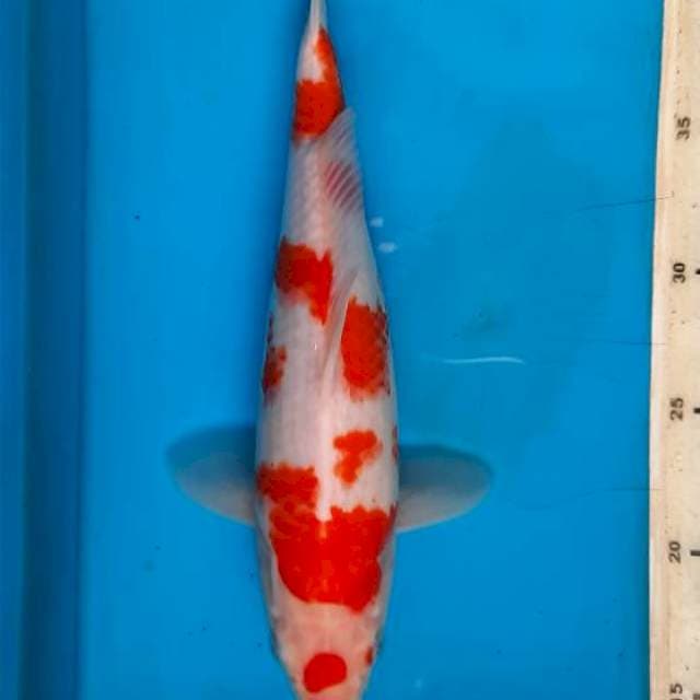 Kohaku 30cm