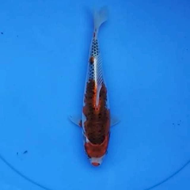 Kujaku kucibeni 24 cm
