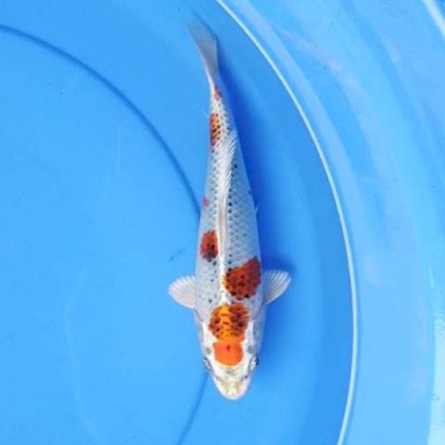 Kujaku 23 cm