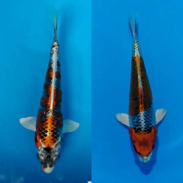 kujaku 25&21 cm