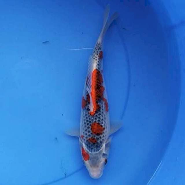 Goshiki mantap 27 cm