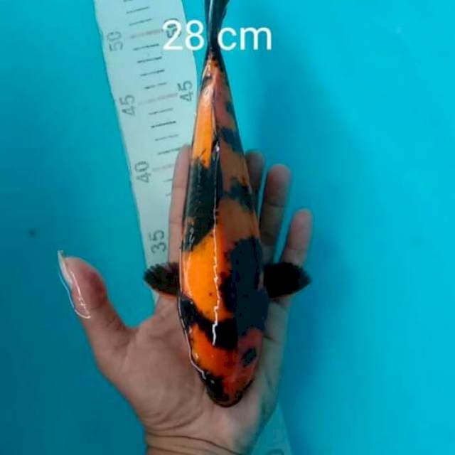 Hiutsuri 28cm