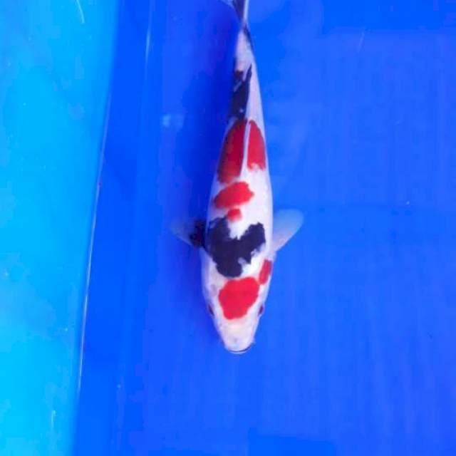 Manyu 07# Maruten Kindai Showa 23cm