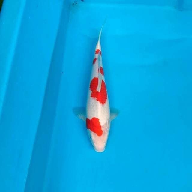 Unique patern kohaku