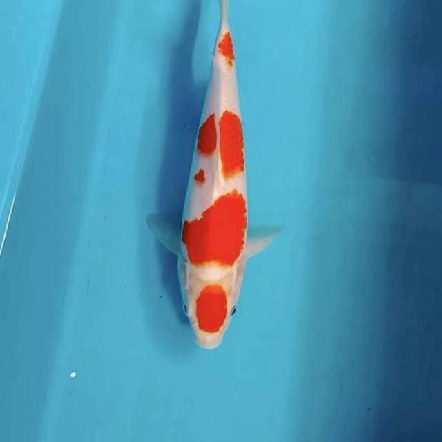 Kohaku Maruten HQ,SQ