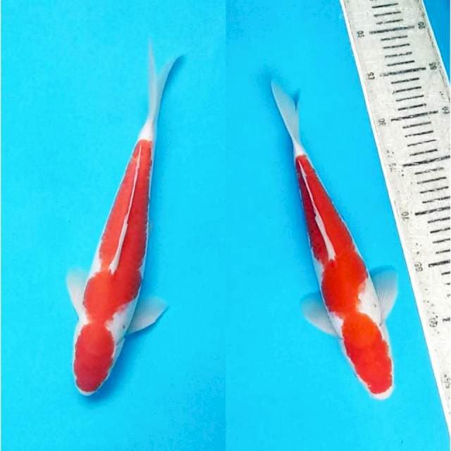 Kohaku strong jantan