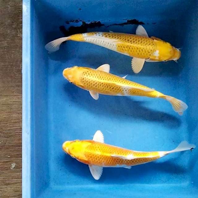 Trio hariwake 27cm