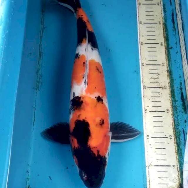 Showa 45cm