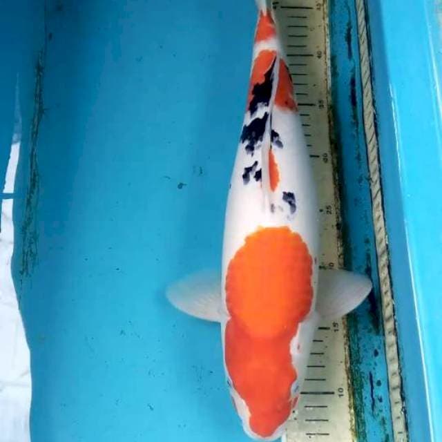 Sanke 42cm