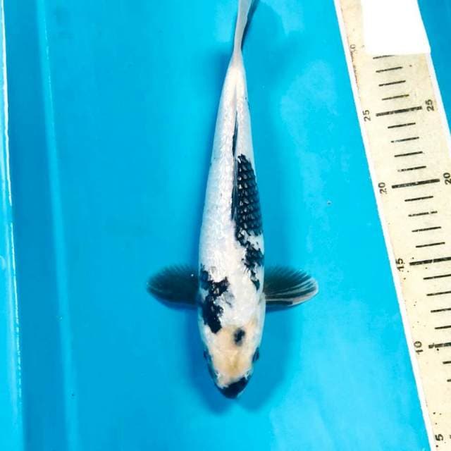 Shiro Ginrin, 26 cm