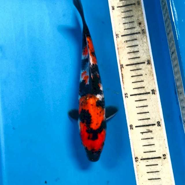 Showa, 26 cm