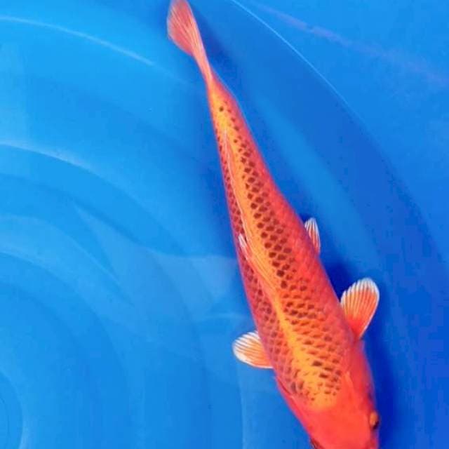 kin matsuba 39cm