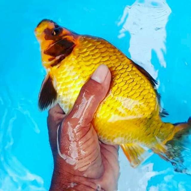 Tamasaba cebol