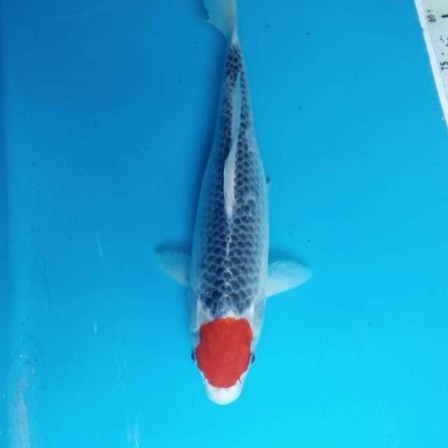 Tancho Goshiki 34 cm