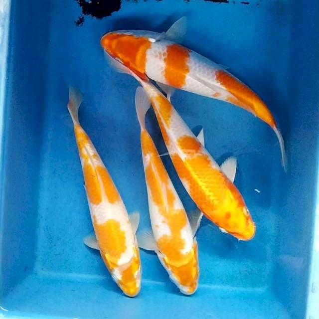 Hariwake 25-27cm