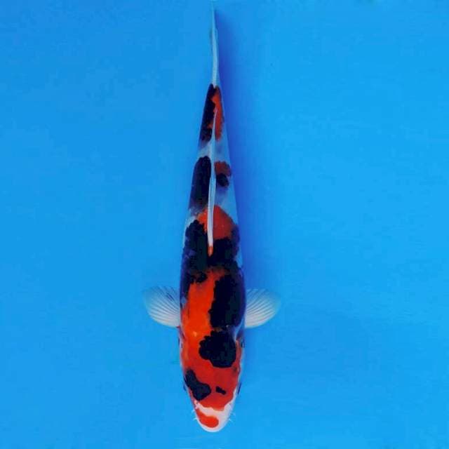 SANTANA 9 - Showa Sansoku ®