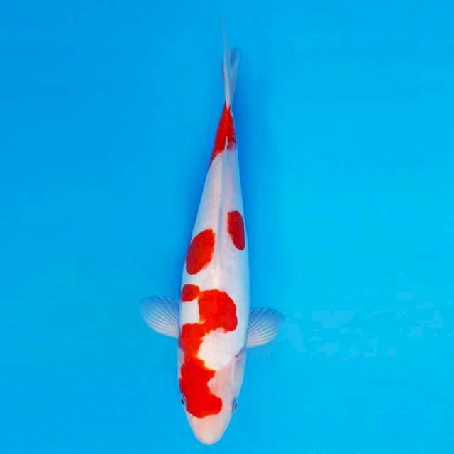 SANTANA 11 - Kohaku Doitsu ®