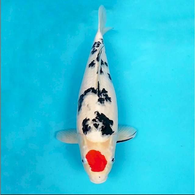 Badak air Male 45cm