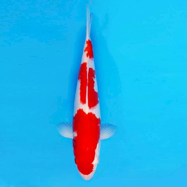 SANTANA 4 - Kohaku 3 Steps ®