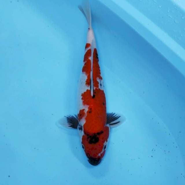 Showa motogoro