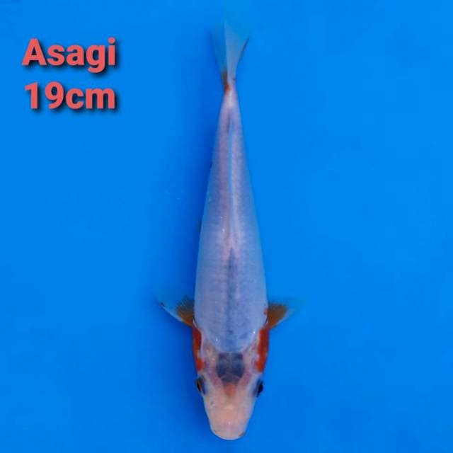 Asagi 19cm