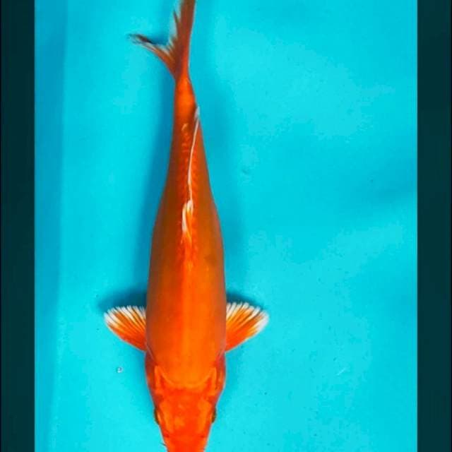 Doitsu orenji 28cm male