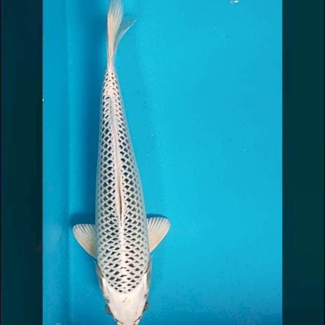 Gin matsuba bersih 32cm male