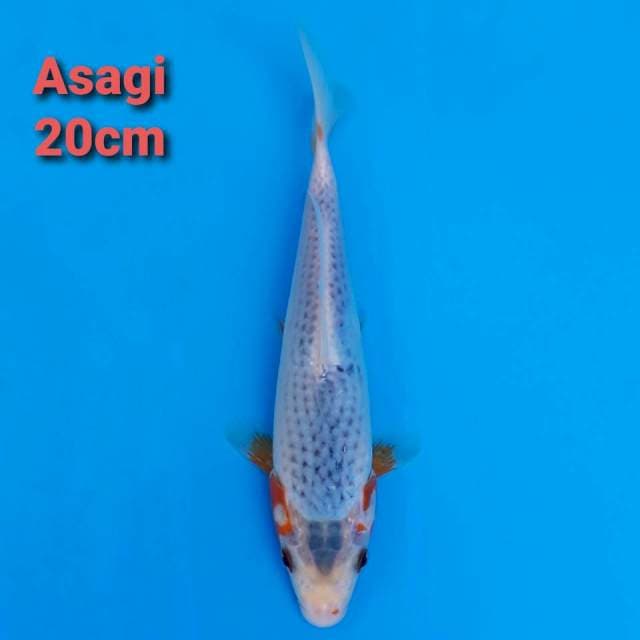 Asagi 20cm