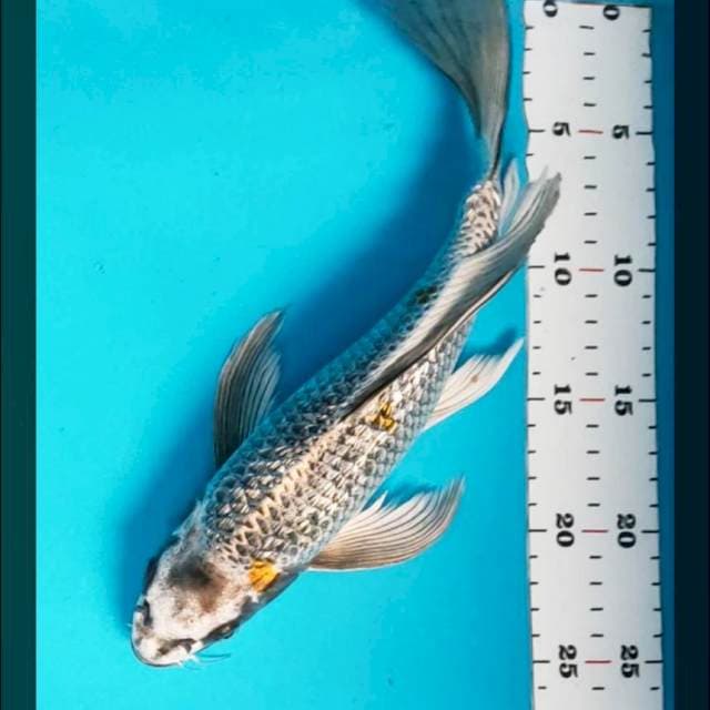 Kumpay antik ginrin 31cm