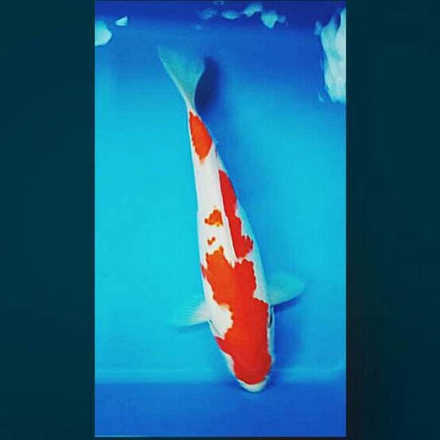 Kohaku 27cm