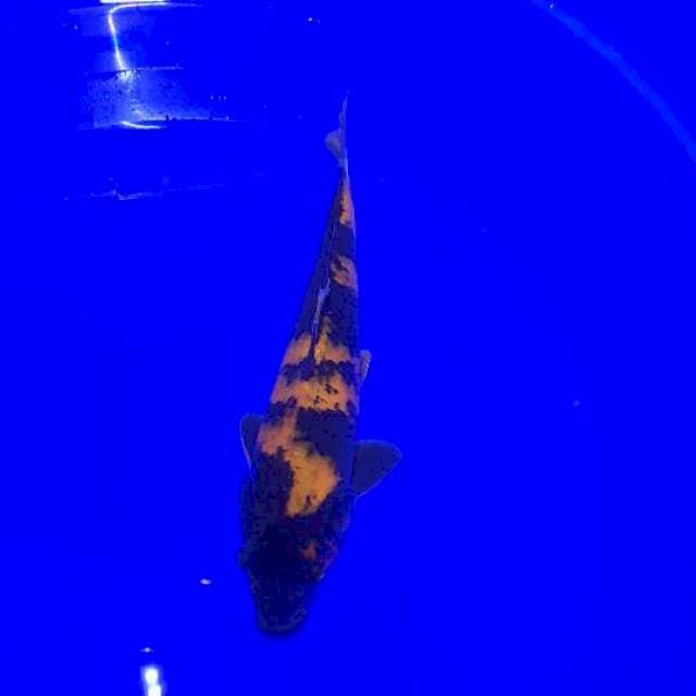 Hi~Utshuri 31Cm