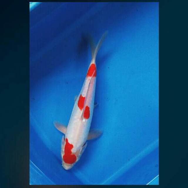 Kohaku doitsu 26cm male